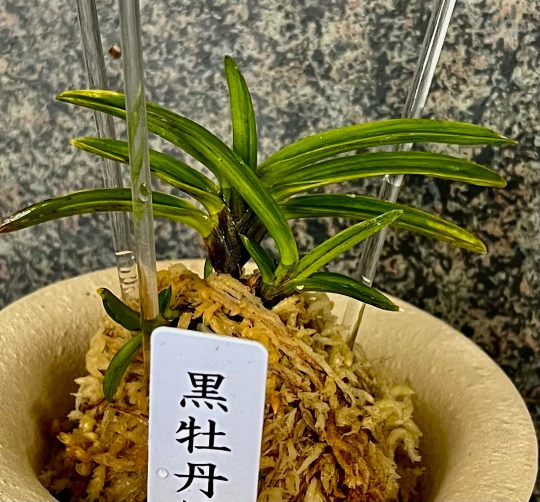 富貴蘭【黒牡丹縞】 | 富貴蘭を楽しんでブログ