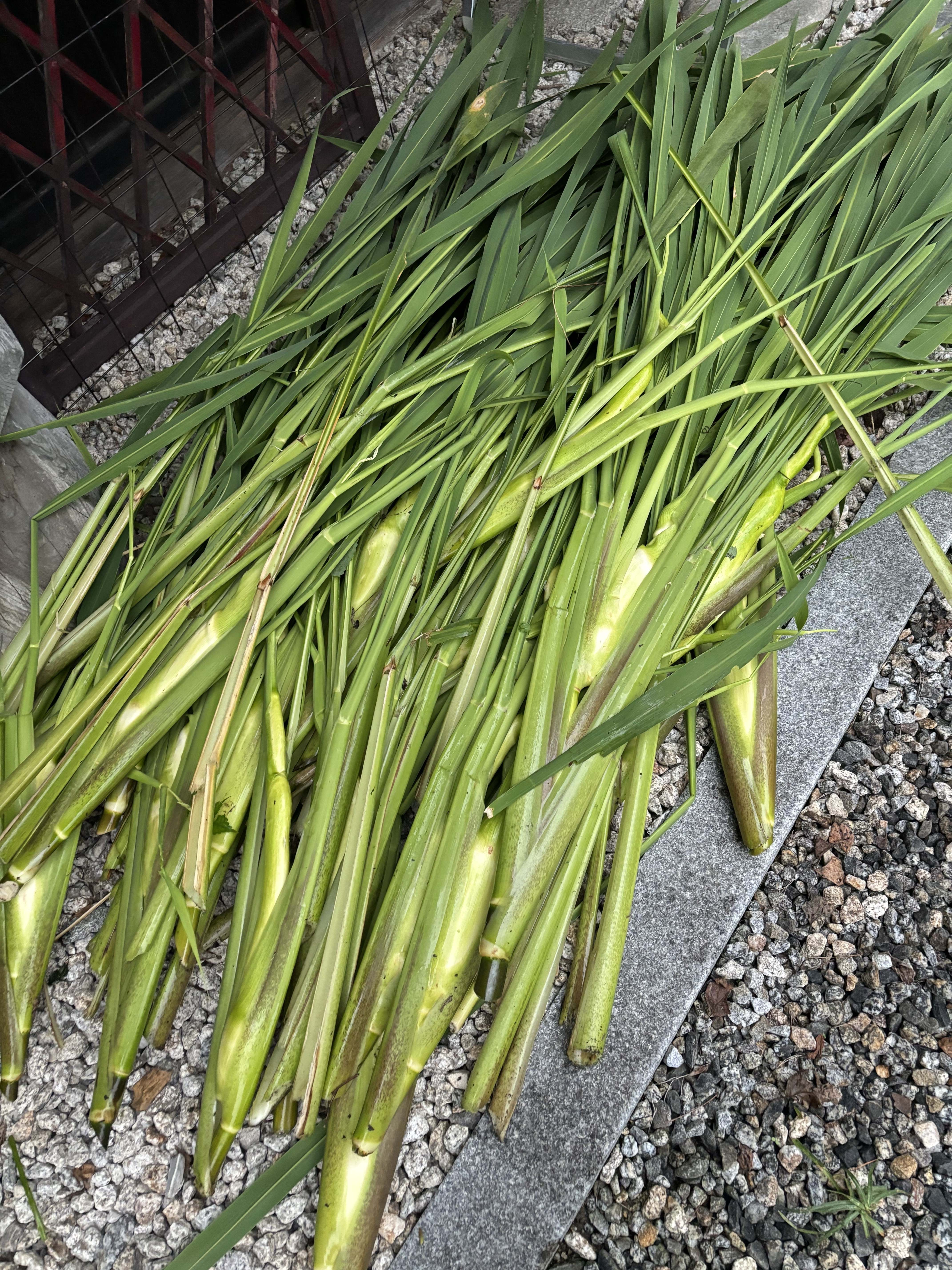 マコモ葉の乾燥 | にちにち