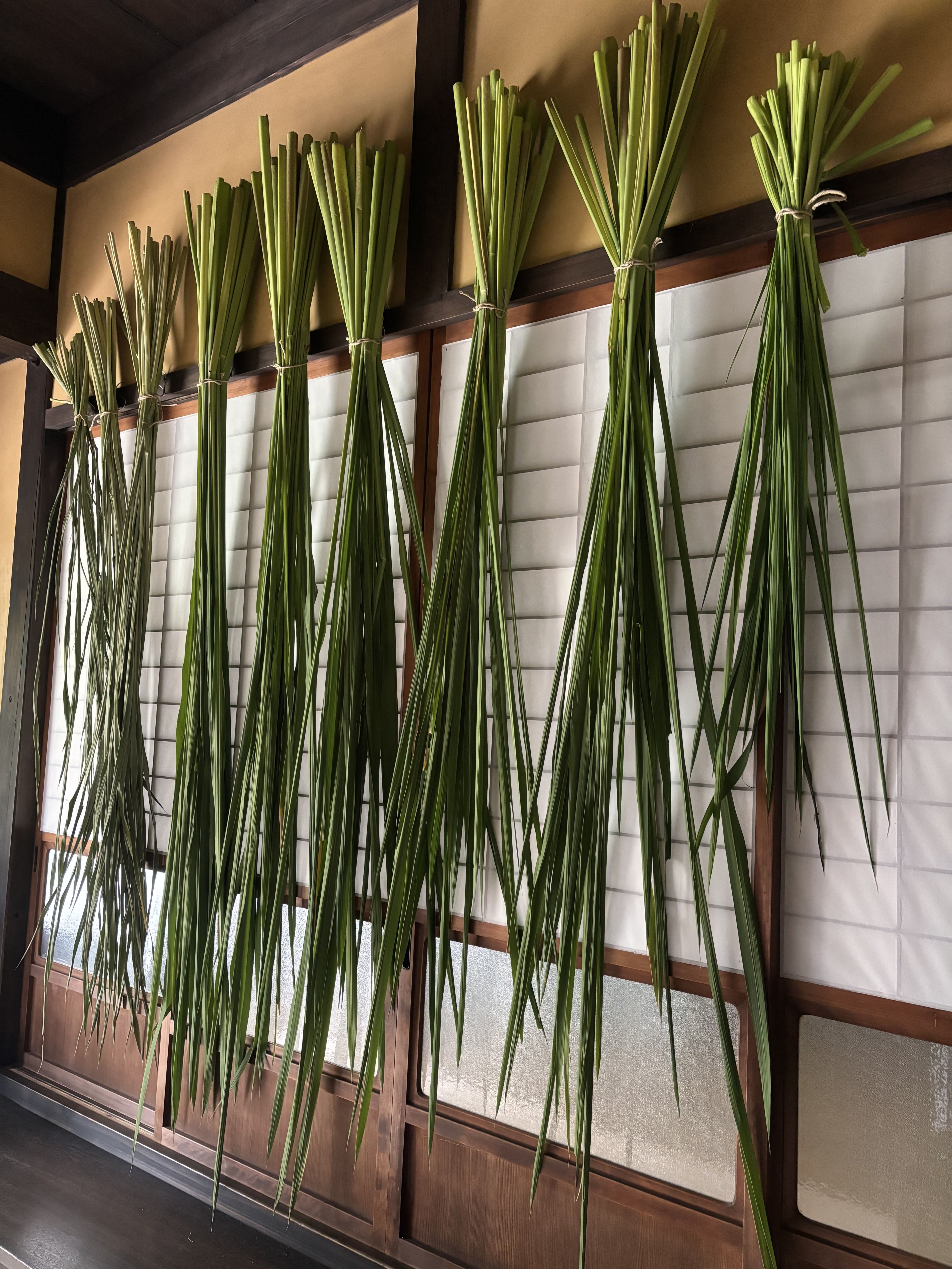 マコモ葉の乾燥 | にちにち