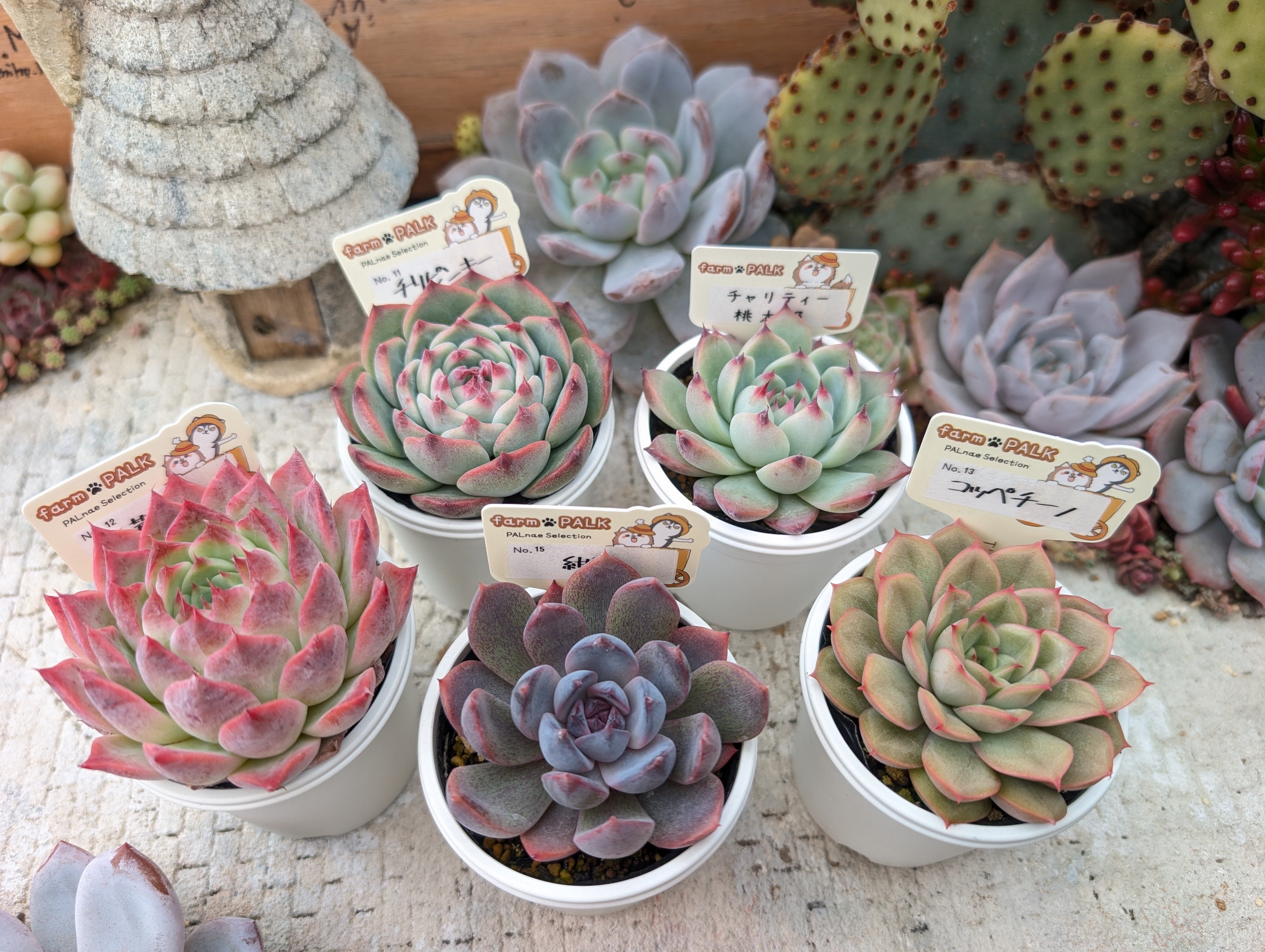 PALKさんのパルセレ新作販売会へ！ | ブログ版Olive&SucculentGarden