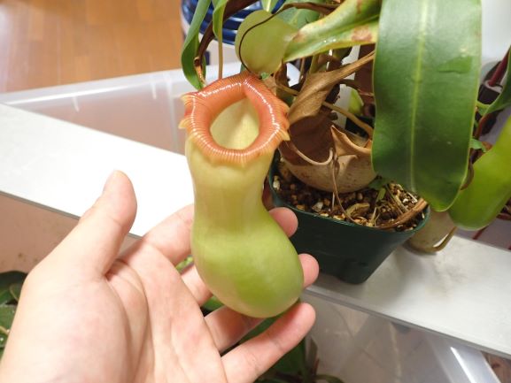 初心者向けであり、上級者の入り口 Nepenthes ventricosa | もなのブログ