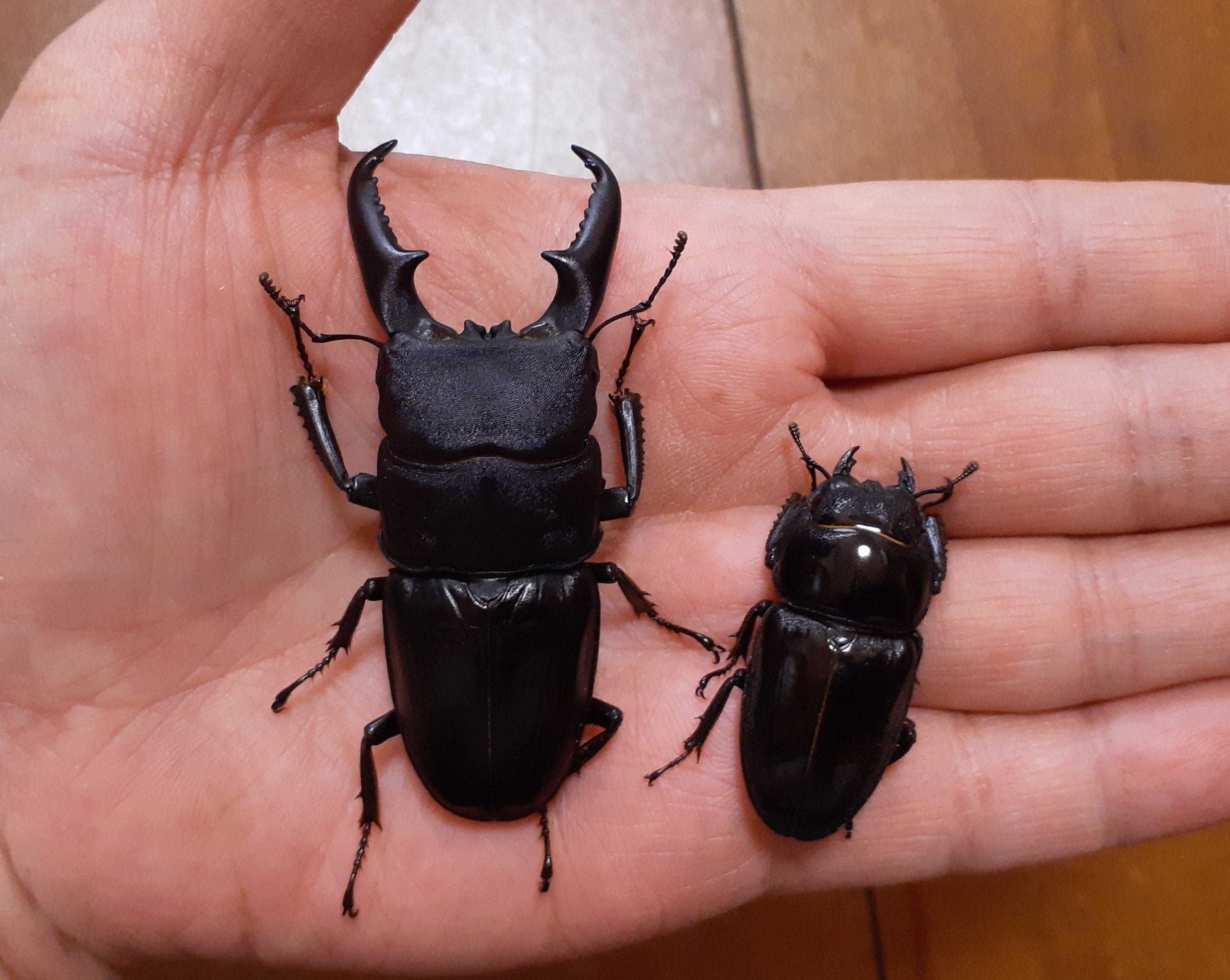 本土ヒラタABライン総括 | ごっさんのクワガタ聖戦記