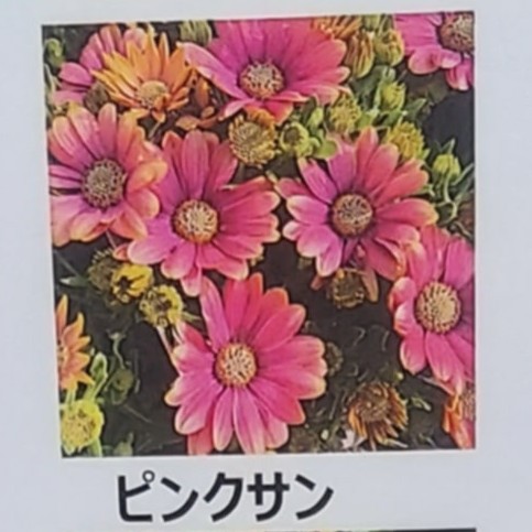 生花/鉢】オステオスペルマム セレニティ ピンクサン 3.5寸苗【OT