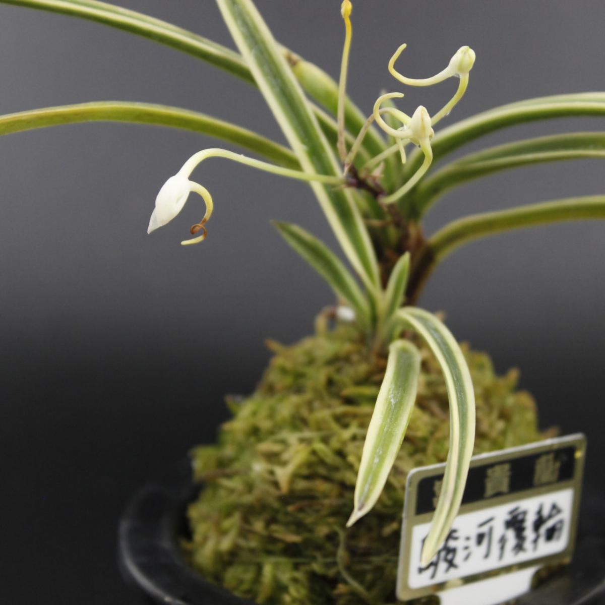生花/即納】富貴蘭 駿河覆輪(3.5寸鉢) - 花材通販はなどんやアソシエ