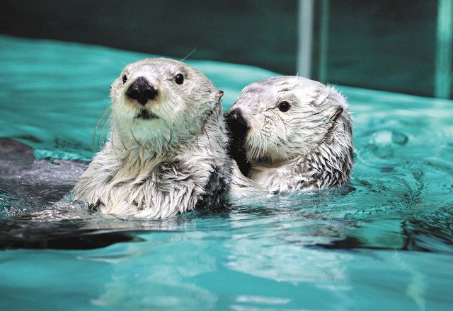 ラッコの「メイ」、17歳の誕生日おめでとう 鳥羽水族館：中日新聞Web