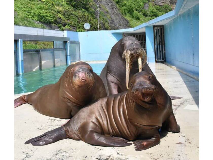 おたる水族館｜北海道観光｜ぐうたび北海道