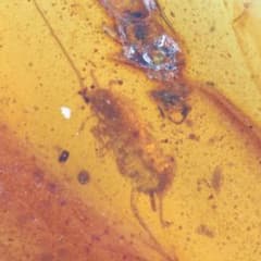 ZB344虫入り琥珀化石 ミャンマー カムティかタナイ産 9900万年前