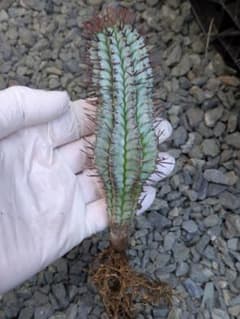 ユーフォルビア】【レアサイズ純血統特級ゼブラ柄】宇田ゼブラホリダ