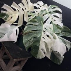斑入りモンステラ ホワイトタイガー極美大株63cm白斑多 - メルカリ