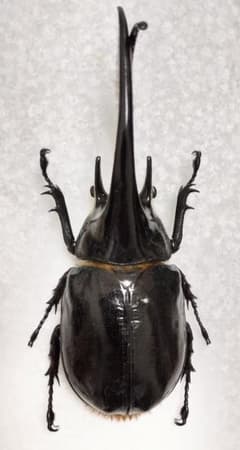 大型ネプチューンオオカブト標本 - メルカリ