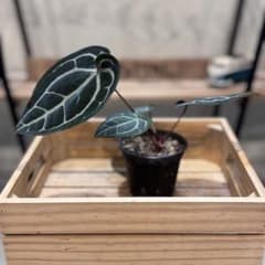 g*o様 28 アンスリウム 'ミシェル' F2 レッドクリスタリナム - メルカリ