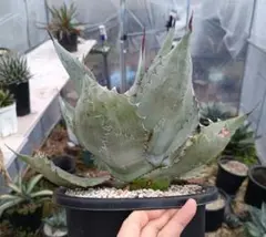 2026年最新】ジェレミー アガベの人気アイテム - メルカリ