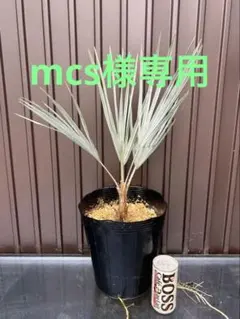 2026年最新】ブラヘア アルマータの人気アイテム - メルカリ