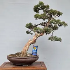 2026年最新】真柏 文人の人気アイテム - メルカリ