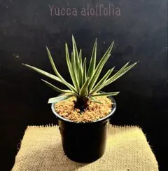 2026年最新】アロイフォリア 斑入りの人気アイテム - メルカリ