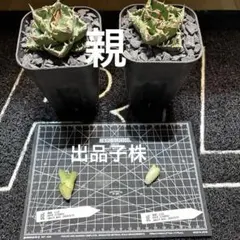 2026年最新】皇冠 子株の人気アイテム - メルカリ