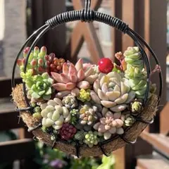 2026年最新】多肉寄せ植えそのまま飾れるの人気アイテム - メルカリ