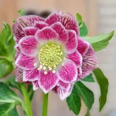 2026年最新】プリマベーラ クリスマスローズの人気アイテム - メルカリ