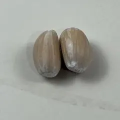 2026年最新】エンセファラルトスの人気アイテム - メルカリ