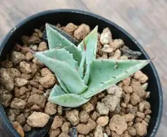 2026年最新】アガベ 鉢の人気アイテム - メルカリ