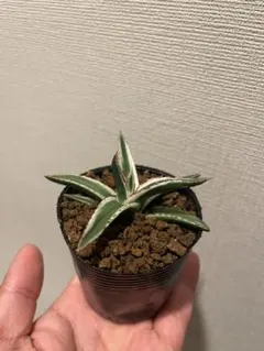 2026年最新】アガベ 笹の雪 氷山の人気アイテム - メルカリ