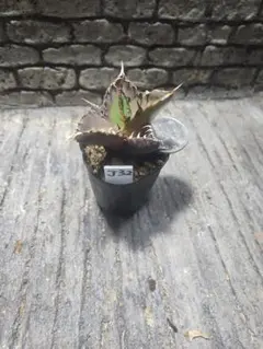 2026年最新】ロウルサンコ アロエの人気アイテム - メルカリ