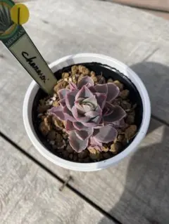 2026年最新】チャザロイの人気アイテム - メルカリ