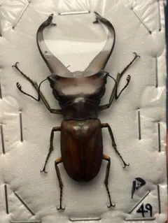 ハワイハネナシクワガタ Apterocyclus 標本 昆虫標本 - メルカリ