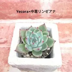 2026年最新】リンゼアナの人気アイテム - メルカリ