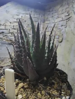 2026年最新】ロウルサンコ 多肉の人気アイテム - メルカリ