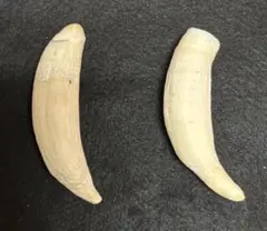 2026年最新】マッコウクジラの歯の人気アイテム - メルカリ