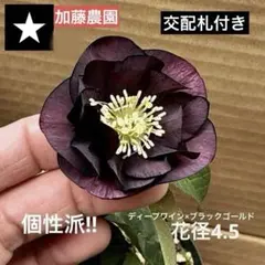 2026年最新】加藤農園クリスマスローズの人気アイテム - メルカリ