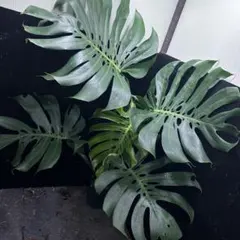 2026年最新】マクロコズム モンステラの人気アイテム - メルカリ