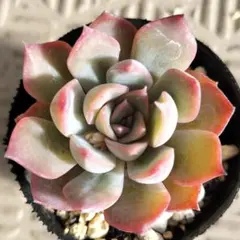 2026年最新】ロウルサンコ 多肉の人気アイテム - メルカリ