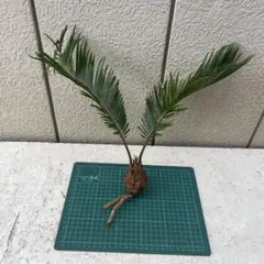 2026年最新】ソテツ 子株の人気アイテム - メルカリ