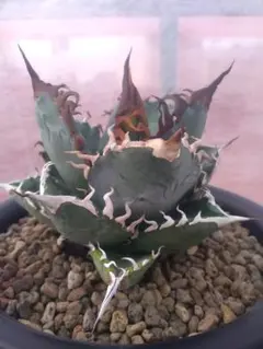 2026年最新】オテロイ 実生 子株の人気アイテム - メルカリ