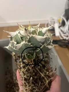 2026年最新】白豪刺の人気アイテム - メルカリ