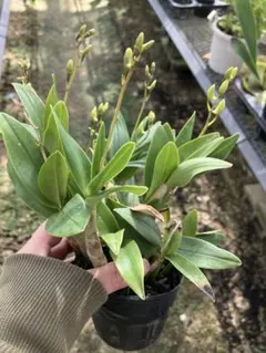 2026年最新】タケノコ蘭の人気アイテム - メルカリ