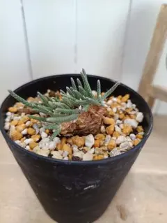 2026年最新】クイナリアの人気アイテム - メルカリ