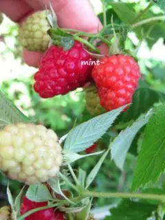 2026年最新】ラズベリー トゥラミーンの人気アイテム - メルカリ