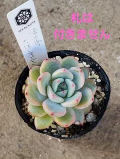 2026年最新】オーズプランツ苗の人気アイテム - メルカリ