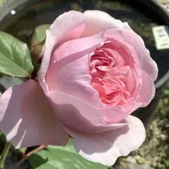 2026年最新】ジェフハミルトン バラの人気アイテム - メルカリ