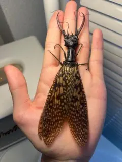 2026年最新】オオキバヘビトンボの人気アイテム - メルカリ