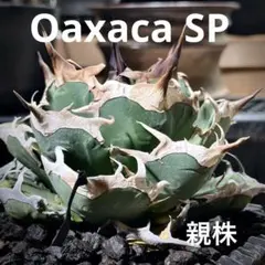 2026年最新】オアハカ 現地球の人気アイテム - メルカリ