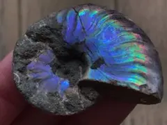 2026年最新】アンモナイト化石の人気アイテム - メルカリ