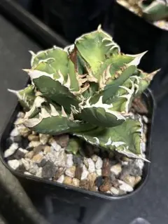 2026年最新】皇冠 子株の人気アイテム - メルカリ