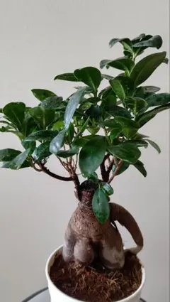 2026年最新】パンダガジュマルの人気アイテム - メルカリ