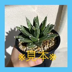 2026年最新】アガベ 笹の雪 氷山の人気アイテム - メルカリ