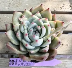 2026年最新】リンゼアナの人気アイテム - メルカリ