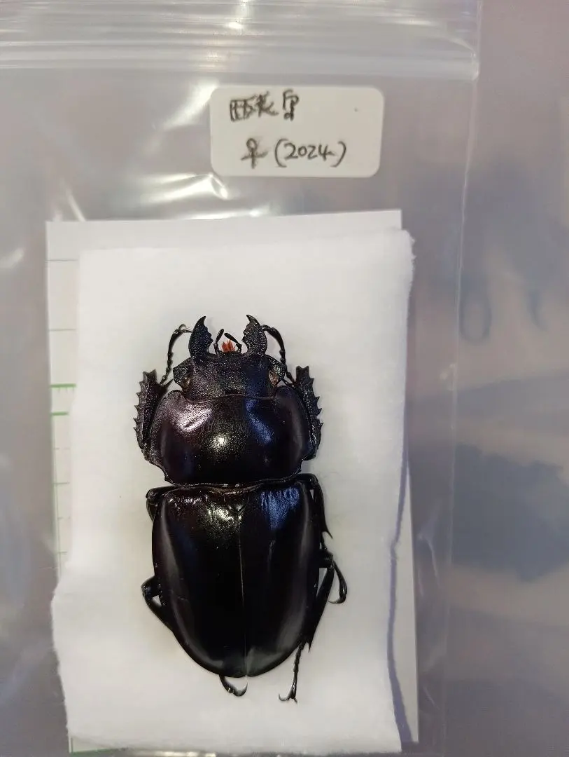 2026年最新】マルバネクワガタ 標本の人気アイテム - メルカリ